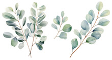 Watercolor Illustration Set With Eucalyptus Branches. Isolated On Transparent Background. Perfect For Card, Postcard, Tags, Invitation, Printing, Wrapping.
