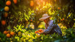 Gardener harvesting the ripe orange fruit at orange trees on organic fruit farm.