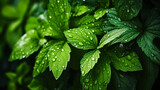 Fototapeta  - Fresh dew on vibrant green leaves in a lush garden, symbolizing growth, nature's tranquility, and the invigorating essence of the early morning