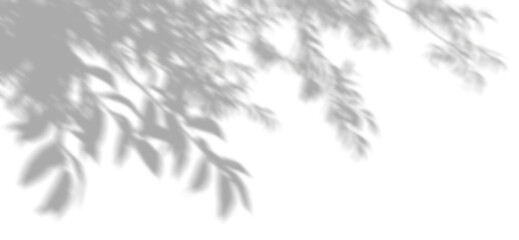 Wall Mural - realistic leafs sunshade movement on transparent backgrounds 3d illustrations png