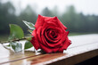 Fresh red rose flower on a wooden bench with a wet and blurred background. Valentine's Day concept
