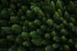 © Serhii - Green spruce branches background