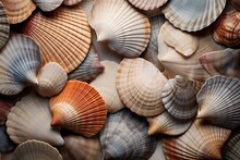 A Variety Of Seashells In Different Colors