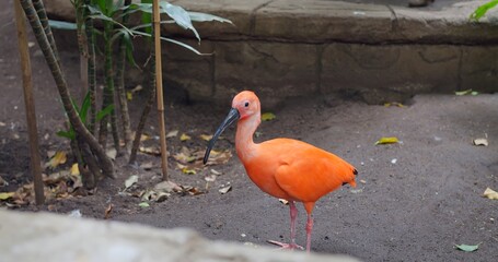 Scarlet Ibis walking in wild nature in close-up is stunning sight Its red plumage makes Scarlet Ibis marvel of nature. Scarlet Ibis emblematic of South America's rich and beautiful ecosystem.
