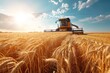 Front view of modern automated combine harvesting wheat ears on a bright summer day. Grain harvester in a vast golden wheat field. Blue cloudy sky with bright sun in the background.