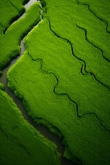 Wall Mural - Aerial drone view of green rice field. Above view of agricultural field, and river. Natural pattern of green rice farm. Beauty in nature. Sustainable agriculture. Carbon neutrality. 