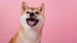 photo portrait of a happy Shiba Inu dog with its tongue hanging out on a light pink background