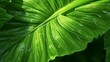 © Biswajit - Extreme close up view of green tropical leaf Ai Generative