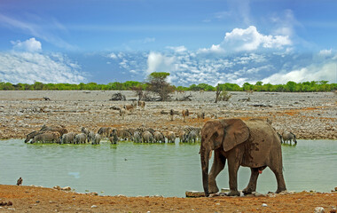 Wall Mural - A large African Elephant standing on the edge of a waterhole, with a large herd of zebras on the oppoiste bank, against a nice natural background 