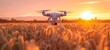 Close-up of agricultural drone flying over vast wheat field. Bright setting sun above the horizon. Using quadcopters for crop monitoring and spraying. Smart farming and precision agriculture.