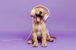 Dog in purple headphones listening to music. Happy pet. Dog wearing headphones listening to music. dog listening music, while relaxing isolated on purple background.