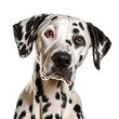 © Ferdous - Dalmatian Dog isolated on Transparent Background