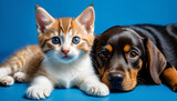 Fototapeta Zwierzęta - Tabby kitten and brown dog lying together. Pets on blue background, copy space.