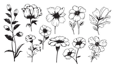 Poster - Vector collection of hand drawn plants. Botanical set of sketch gargen flowers and branches.