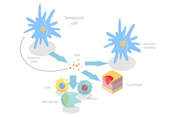 3D Isometric Flat  Conceptual Illustration of Functions Of The SASP, Cellular Senescence