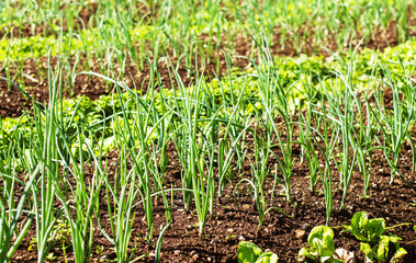 Organic garden, fresh spring onions flourish, sustainable agriculture of homegrown, nutritious produce.