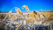 Reed - Winter - Schnee  - Cold - Background - Nature - Ice - Concept