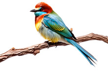Red Headed Bee-eater