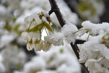 Wall Mural - Snow on a first buds and white flowers on tree. Concept of bad weather condition, frost and agriculture disaster. Damage to the orchard