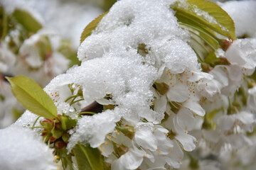 Wall Mural - Snow on a first buds and white flowers on tree. Concept of bad weather condition, frost and agriculture disaster. Damage to the orchard