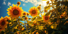 Field Of Sunflowers, Summer Field Of Blooming Sunflowers At Sunset With Blue Sky Above, Field Of Blooming Sunflowers On A Background Blue Sky, Close Up Picture Of Blooming Sunflower Against Setting,

