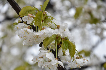 Wall Mural - Snow on a first buds and white flowers on tree. Concept of bad weather condition, frost and agriculture disaster. Damage to the orchard