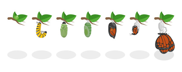 3d isometric flat conceptual illustration of butterfly metamorphosis, 7 st life cycle