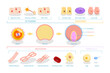 3D Isometric Flat  Conceptual Illustration of Endoderm, Mesoderm And Ectoderm, Educational Diagram