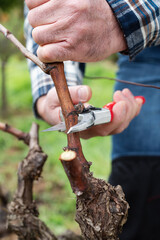 Wall Mural - Vine grower pruning the vineyard with professional steel scissors. Traditional agriculture. Winter pruning. 