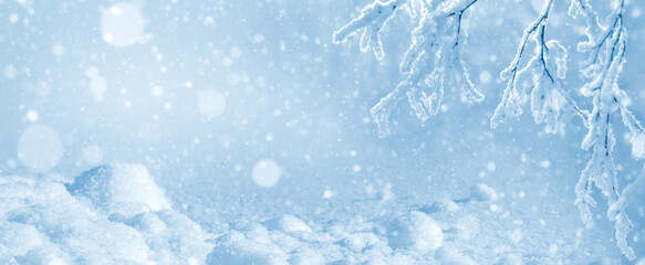 Wall Mural - Winter bright background. Frozen birch branches in the sunlight. Winter scene.  A frost-covered branch of a birch tree over a snowdrift.