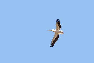 Wall Mural - Great white pelican, pelecanus onocrotalus, flying against a clear blue sky. Amboseli National Park, Kenya.