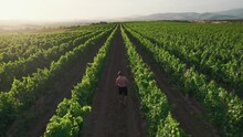 Grape Grower Farmer On Large Family Vineyard Farm Growing Grapes And Checks Harvest Season Crops, Aerial Shot