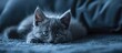 A cute Russian Blue tomcat kitten. Copy space image. Place for adding text