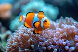 Fototapeta Do akwarium - Clown fish with anemon