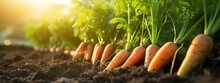 Close Up Carrots Growing In Field. Fresh Vegetable Plant Of Carrot