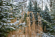 Zima Winter Natura
