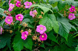 Blossoming Rubus odoratus plant (Purple-flowered Raspberry or Virginia raspberry) with pink purple flowers and leaves look like maple close up