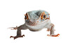 Close-Up Photo of Lizard on White Background