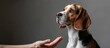 Beautiful young beagle undergoing the obedience training. Copy space image. Place for adding text or design