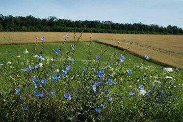 Blue chicory flowers in a summer field.