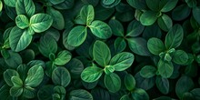 Green Plant Leaves Background, Top View. Nature Spring Concept