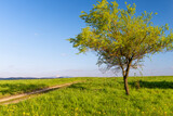 Fototapeta Krajobraz - samotne drzewo na tle ośnieżonej góry w Beskidach