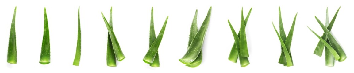 Wall Mural - Aloe Vera. Fresh green leaves isolated on white, collection