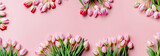 Fototapeta Tulipany - Tulipany różowe tło 