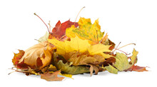 Pile Of Dry Autumn Leaves Isolated On White