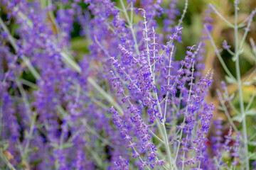 Sticker - Selective focus blue spire flowers in the garden with sunlight, Salvia yangii or Perovskia atriplicifolia is a flowering herbaceous perennial plant and subshrub, Nature floral pattern background.