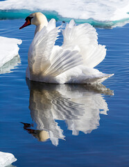 Wall Mural - white swan on the lake with floating ice