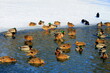 Many ducks on winter river, water. A flock of ducks and birds winters on warm pond or lake. Winter landscape