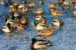 Many ducks on winter river, water. A flock of ducks and birds winters on warm pond or lake. Winter landscape