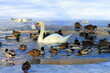 Many ducks and white swan on winter river, water. A flock of ducks and birds winters on warm pond or lake. Winter landscape.